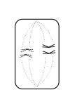 conduct normal cell division 3